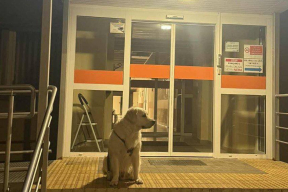 Фото дня. Верный пес ждет хозяина-хирурга около больницы