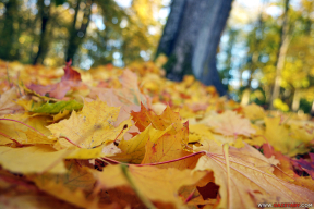 Золотая осень уходит, но жизнь продолжается