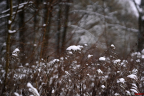 Холодная тишина. 10 фото январского леса