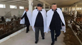 Молчание телят. Как Гомельщина неуклонно теряет стадо